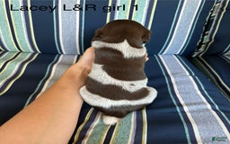 German Shorthaired Pointer dogs for sale: Lacey roan 1 - Image 2