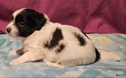 Chihuahua dogs for sale: Nix - Image 8