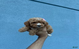 Toy Poodle dogs for sale: Twinkle - Image 1