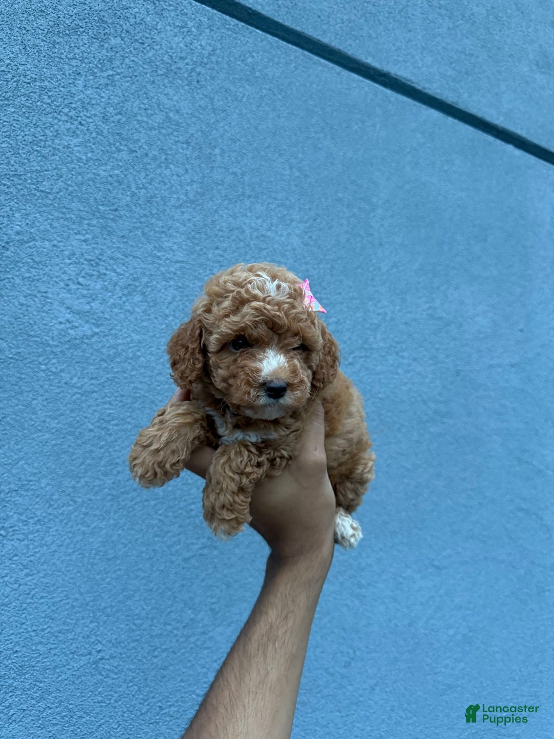 Toy Poodle dogs for sale: Twinkle - Image 1