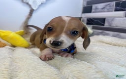 Miniature Dachshund dogs for sale: Jasper - Image 7