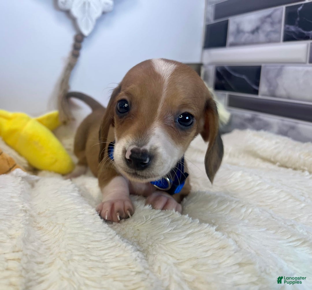 Miniature Dachshund dogs for sale: Jasper - Image 7