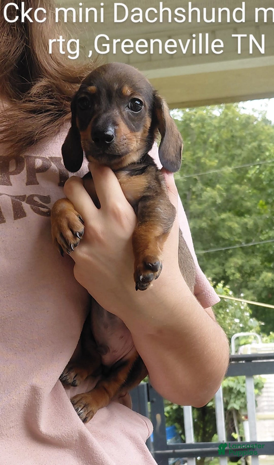 Miniature Dachshund dogs for sale: Romeo - Image 1