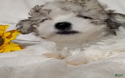 Maltipoo dogs for sale: Sweet Pea - Image 16