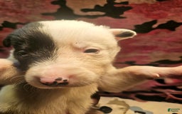 Border Collie dogs for sale: Hondo - Image 29
