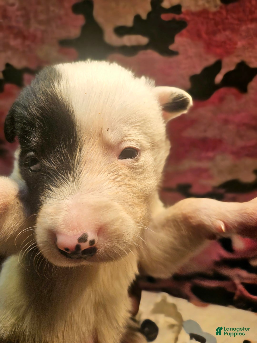 Border Collie dogs for sale: Hondo - Image 29