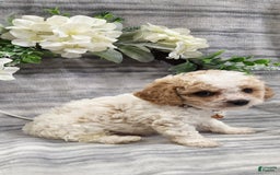 Cavapoo dogs for sale: Charlie - Image 4