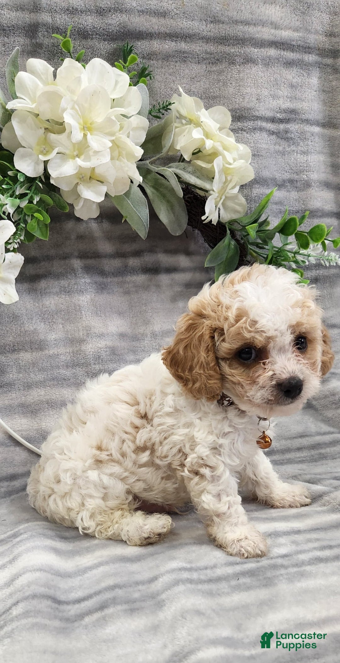 Cavapoo dogs for sale: Charlie - Image 4