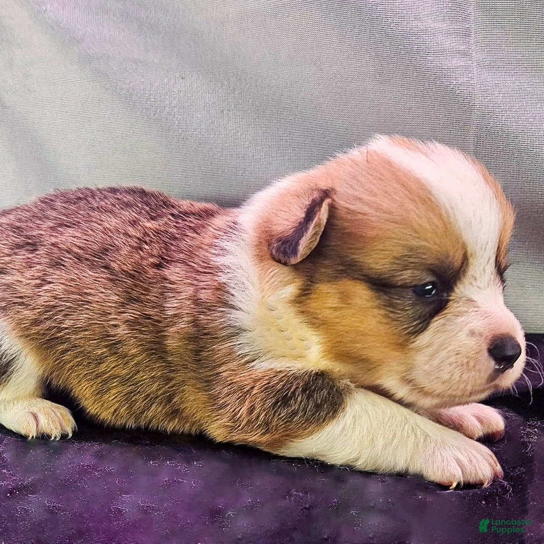 Welsh Corgi Pembroke dogs for sale: Dandelion - Image 1