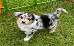 Australian Shepherd dogs for sale: Zeus - Image 1