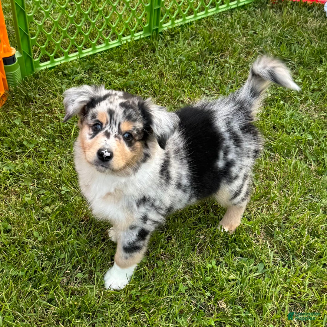 Australian Shepherd dogs for sale: Zeus - Image 1