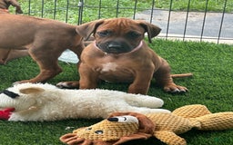 Rhodesian Ridgeback dogs for sale: Sandy - Image 10