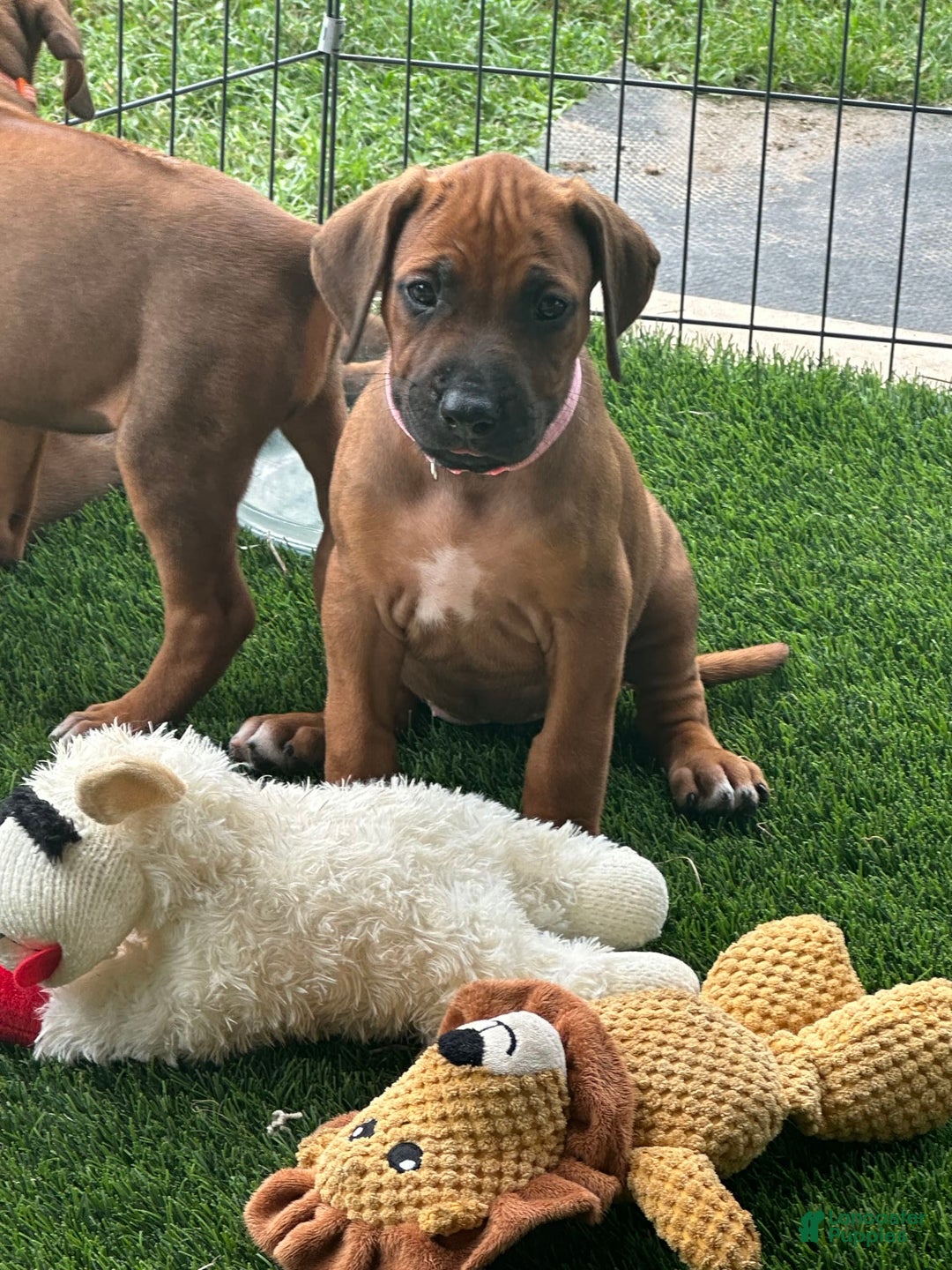 Rhodesian Ridgeback dogs for sale: Sandy - Image 10