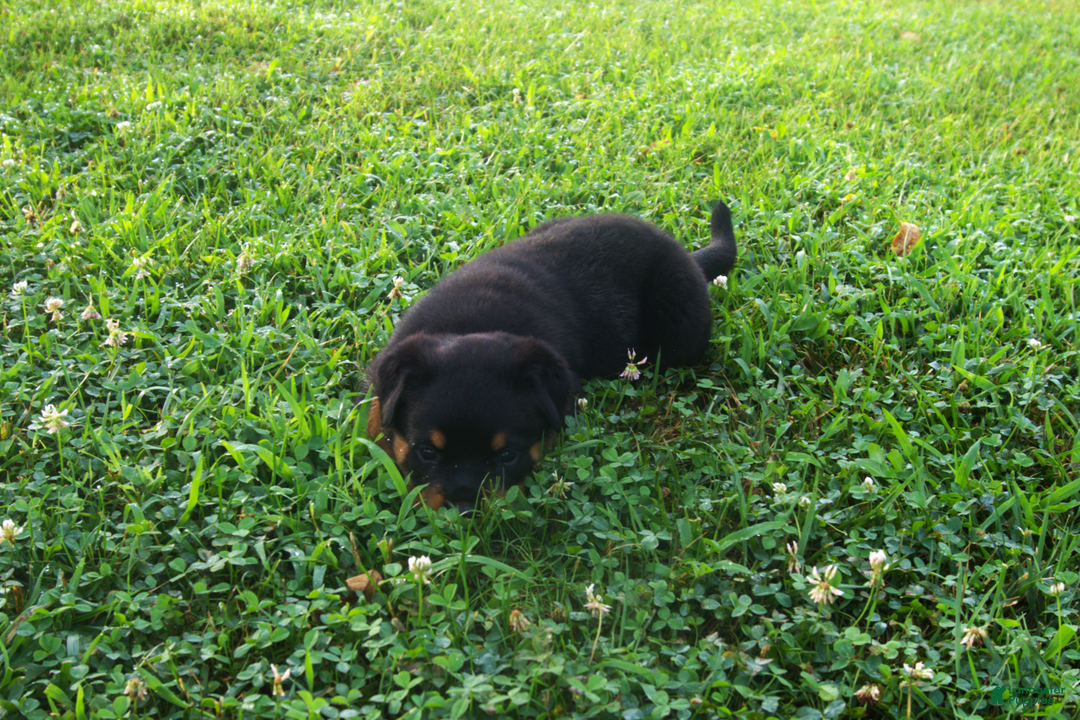 Rottweiler dogs for sale: Ruby - Image 2