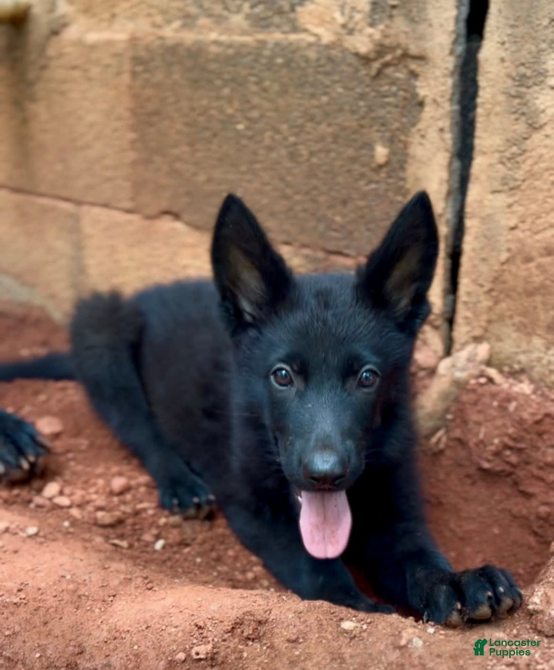 German Shepherd dogs for sale: Ellie - Image 5