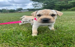Mini Hippo dogs for sale: Delilah - Image 4