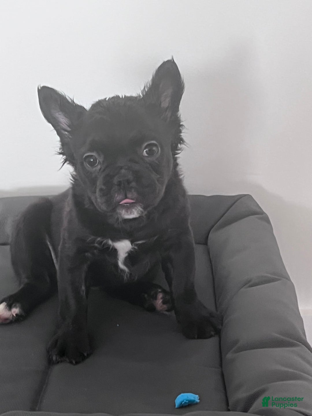 French Bulldog dogs for sale: French Bulldog 4 puppies - Image 9
