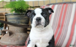 Frenchton dogs for sale: Cadillac - Image 4