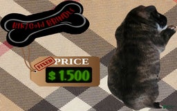 American Pit Bull Terrier dogs for sale: Black/gold Brindle - Image 1