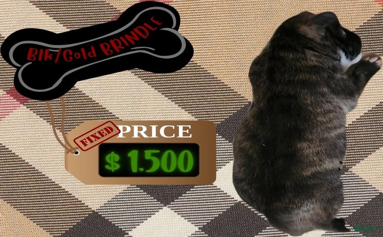 American Pit Bull Terrier dogs for sale - Ad 1