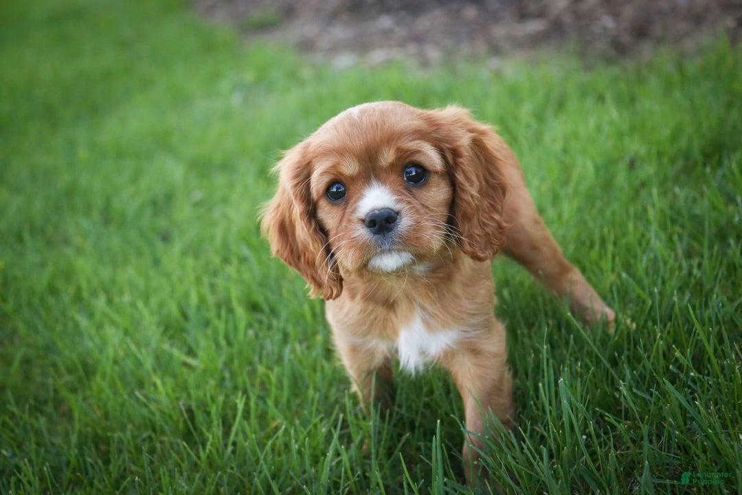 Cavalier King Charles Spaniel dogs for sale: Clifford - Image 7