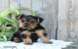 Yorkshire Terrier dogs for sale: Lucky - Image 10