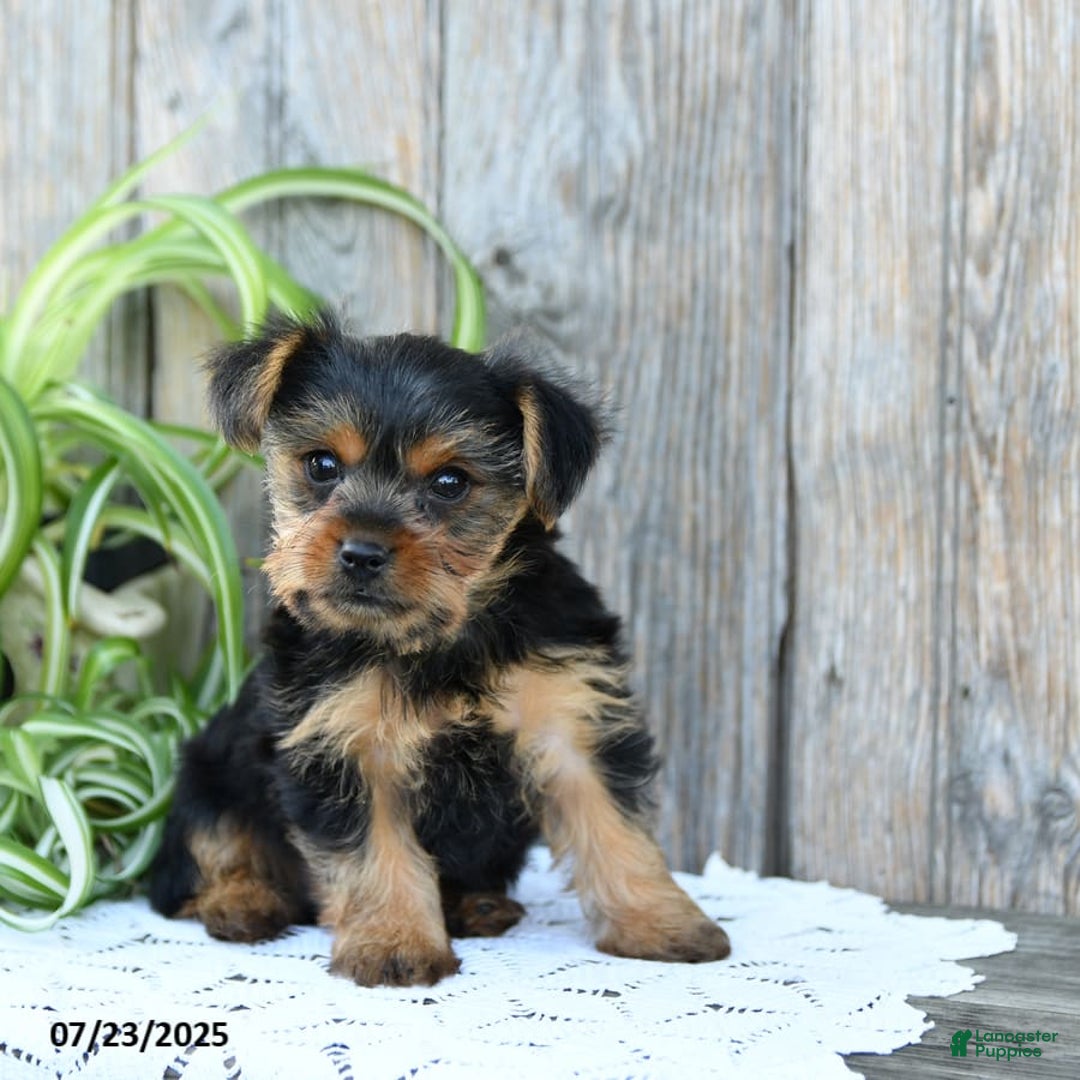 Yorkshire Terrier dogs for sale: Lucky - Image 10
