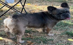 French Bulldog dogs for sale: Bear - Image 3
