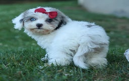 Bichpoo dogs for sale: Babe - Image 2