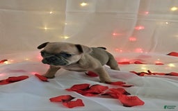 French Bulldog dogs for sale: French Bulldog 5 puppies - Image 6