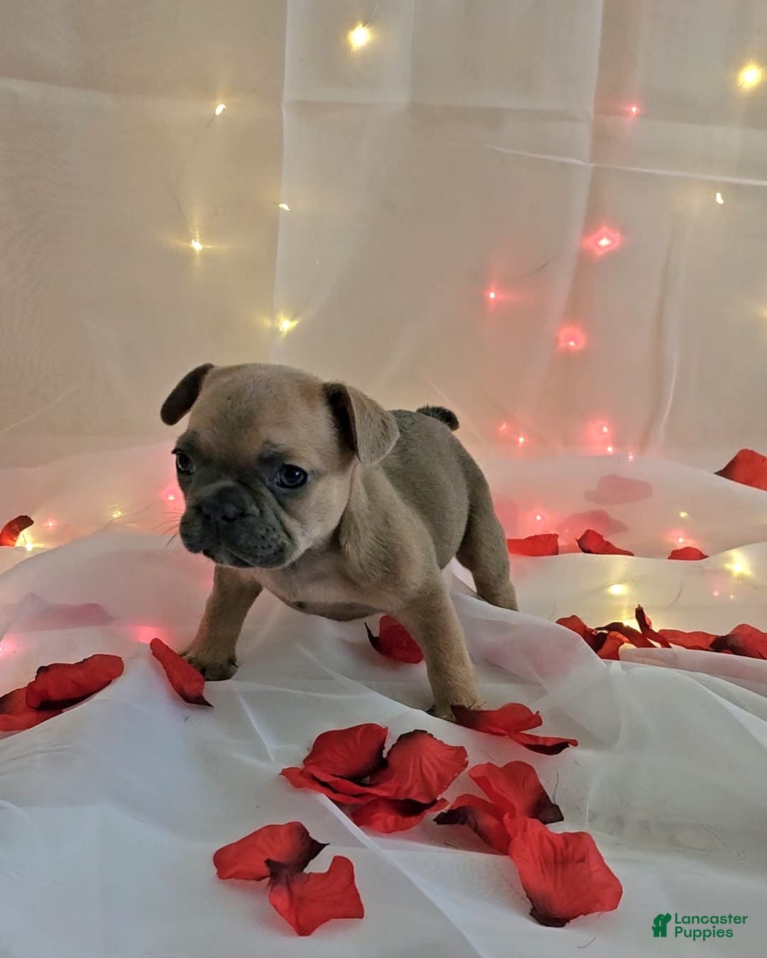 French Bulldog dogs for sale: French Bulldog 5 puppies - Image 6