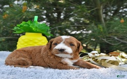 Mini Goldendoodle dogs for sale: Emma - Image 23