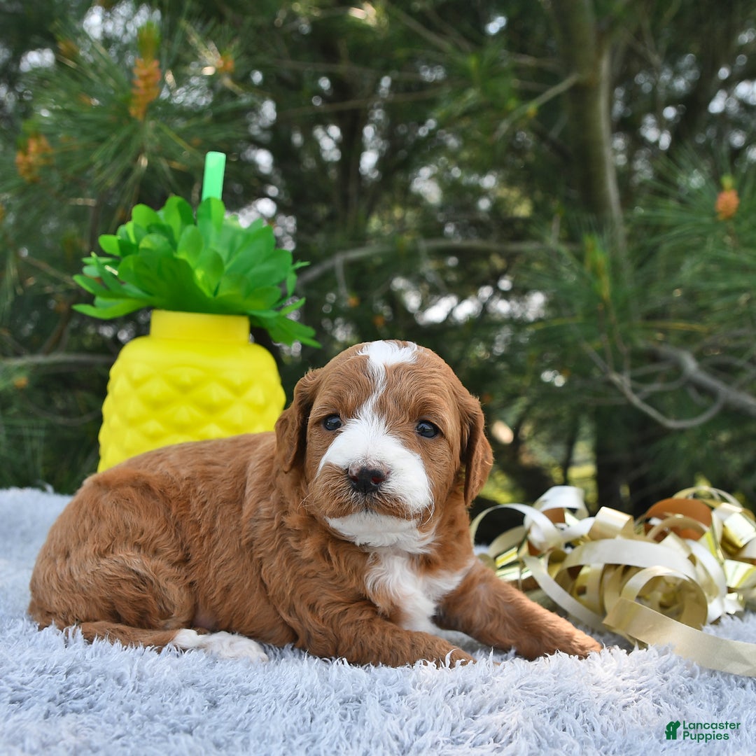 Mini Goldendoodle dogs for sale: Emma - Image 23
