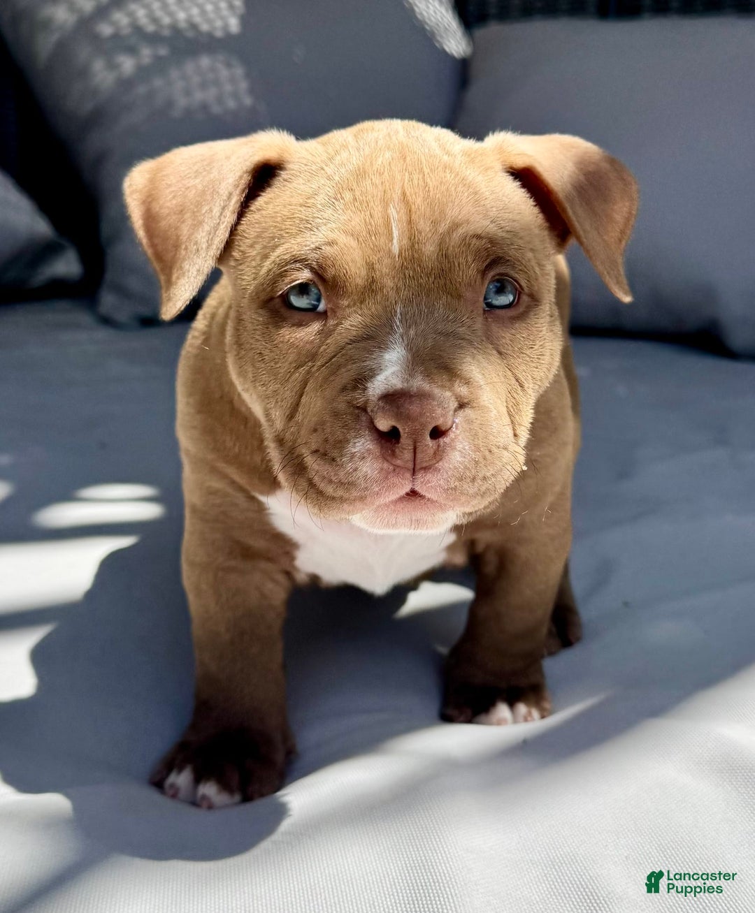 American Bully dogs for sale: Coco - Image 7