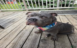 American Bully dogs for sale: Caseoh - Image 7
