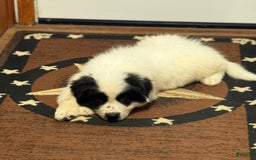 Great Pyrenees dogs for sale: Light Blue Boy - Image 2