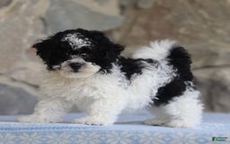 Toy Poodle dogs for sale: Prince - Image 1
