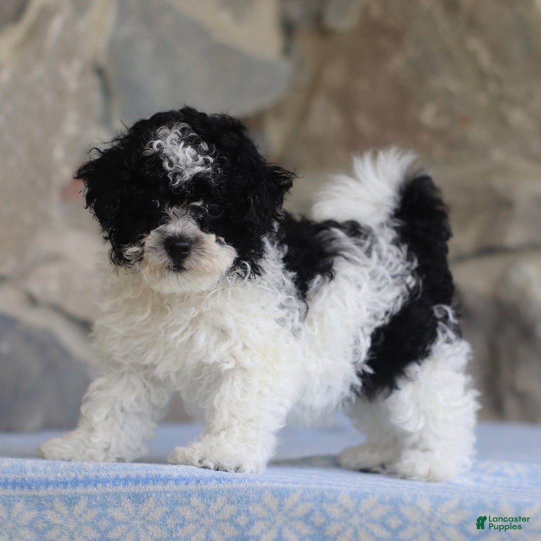 Toy Poodle dogs for sale: Prince - Image 1