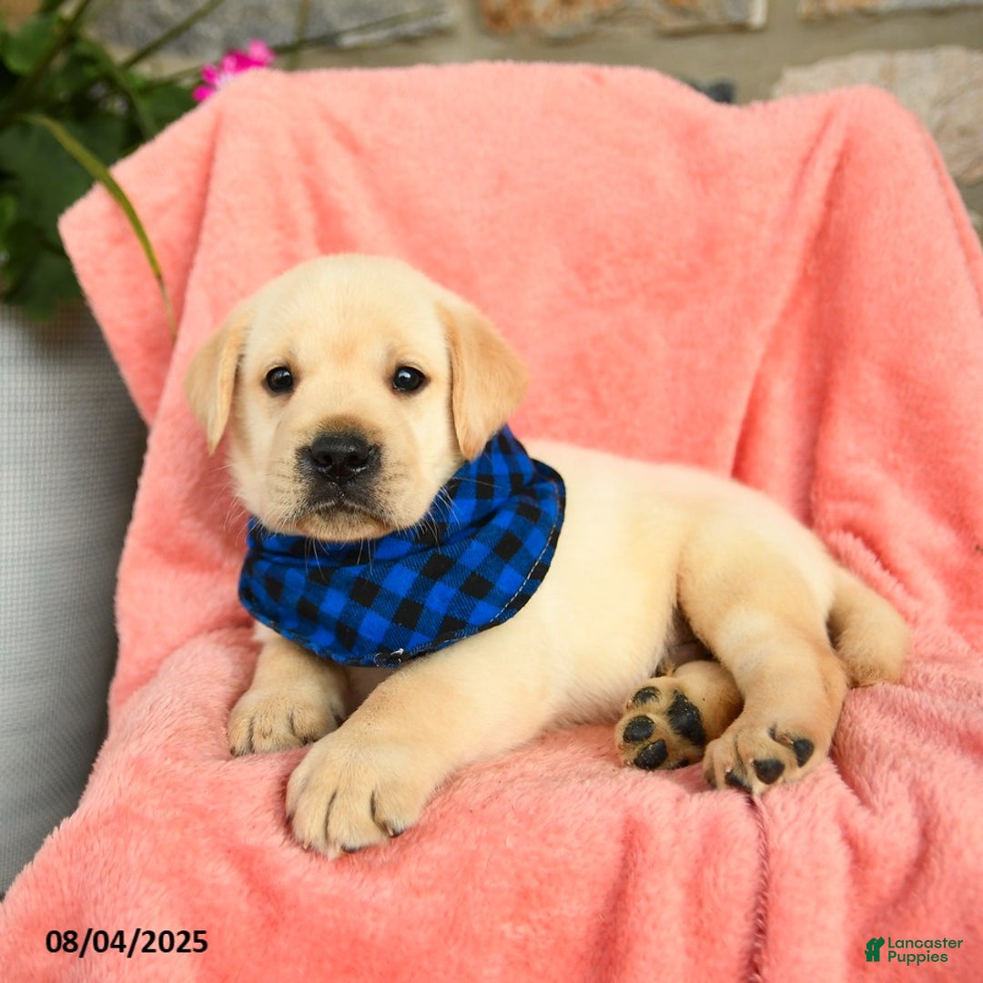 Labrador Retriever dogs for sale: Labrador Retriever 6 puppies - Image 29
