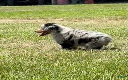 Miniature Australian Shepherd dogs for sale: F-purple - Image 4