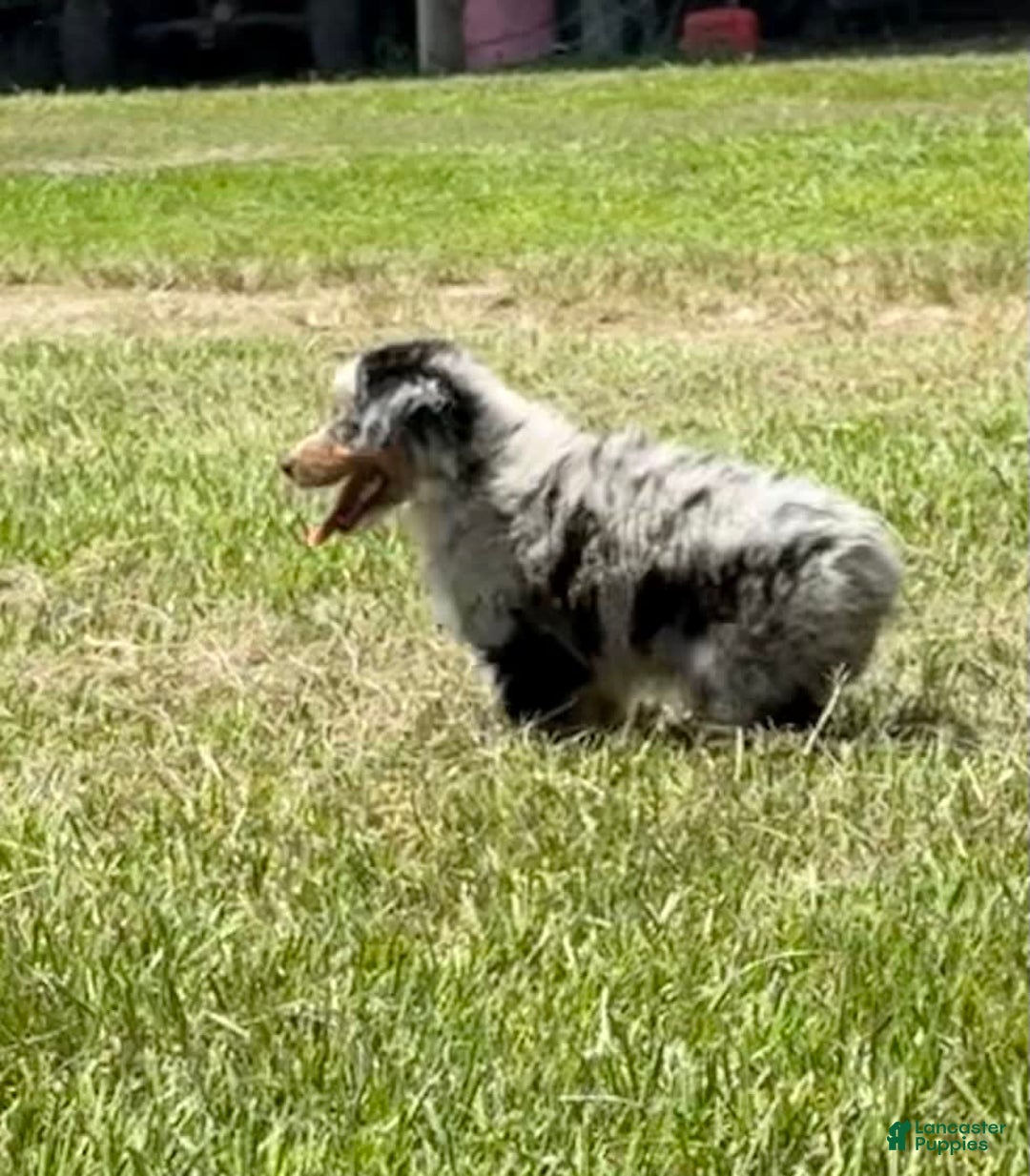 Miniature Australian Shepherd dogs for sale: F-purple - Image 4