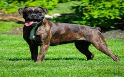 Boxer dogs for sale: Danny - Image 5