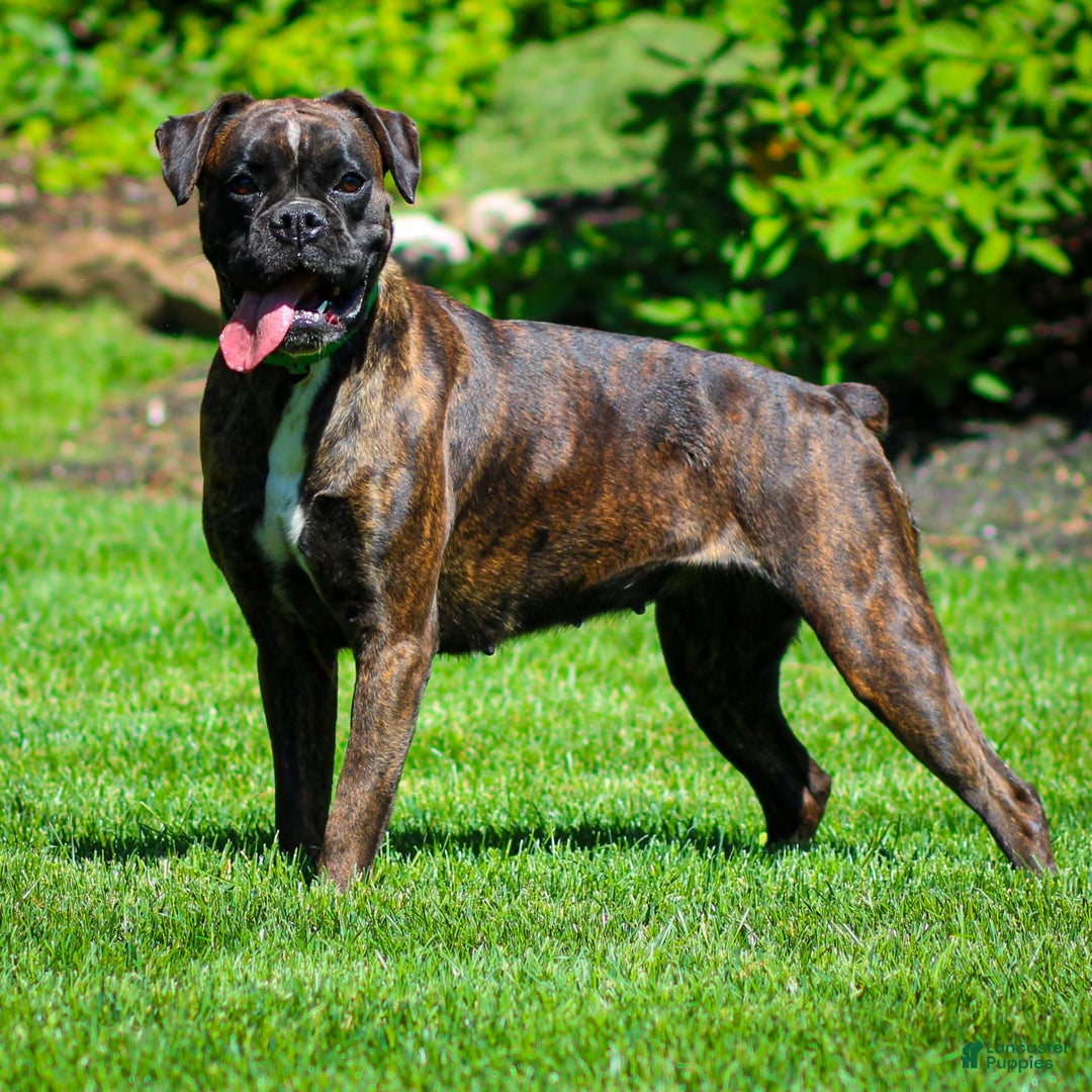Boxer dogs for sale: Danny - Image 5