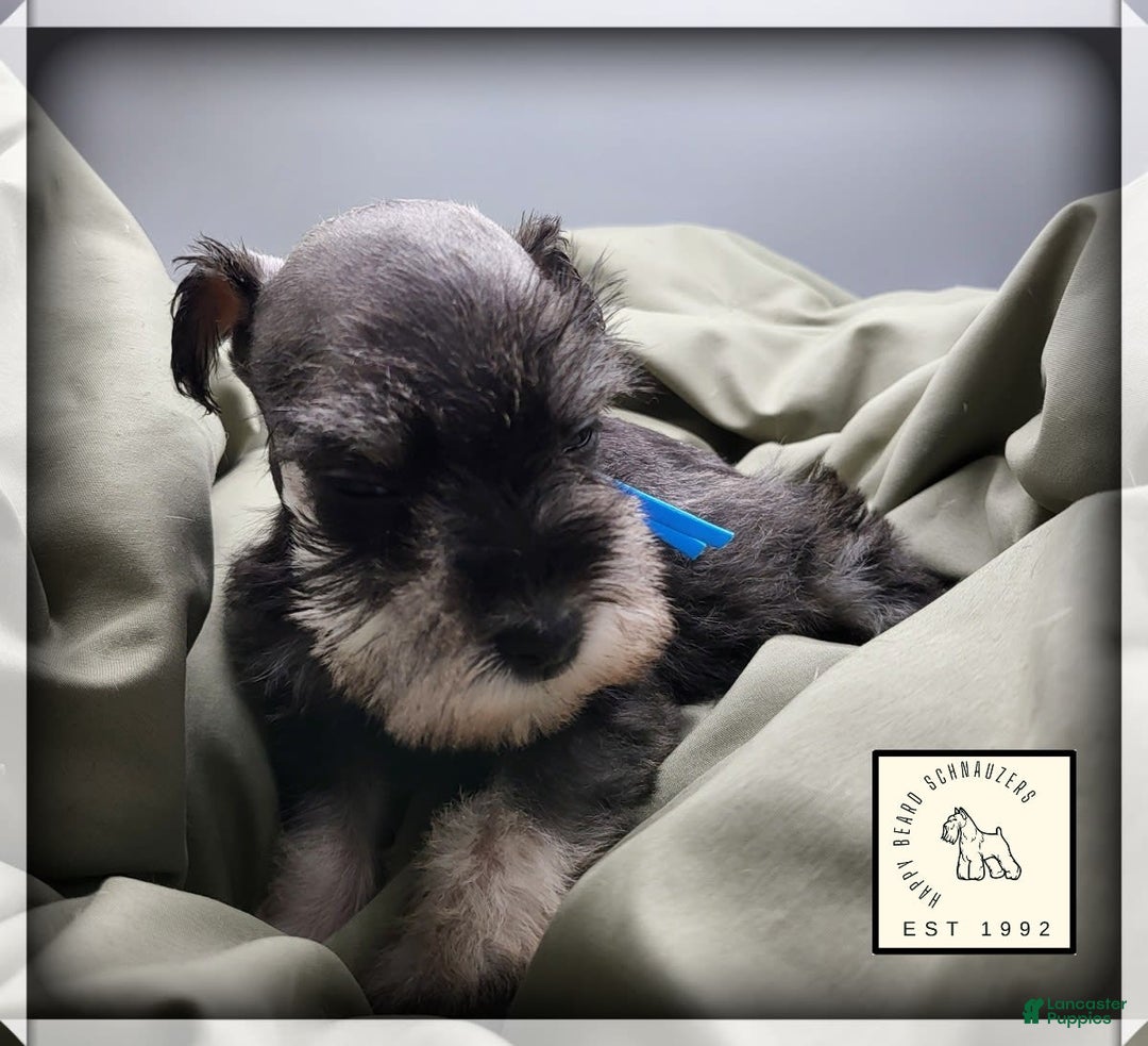 Miniature Schnauzer dogs for sale: Basil - Image 7