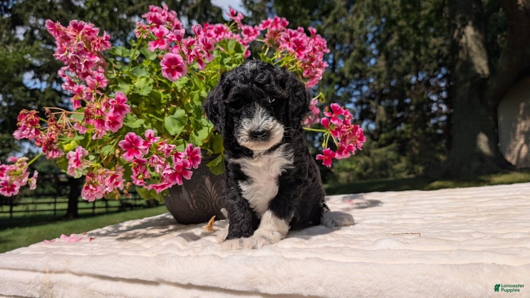 Mini Bernedoodle dogs for sale: Sienna - Image 13
