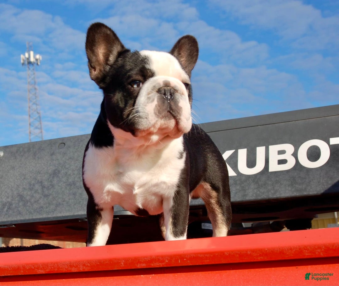 French Bulldog dogs for sale: Nate - Image 20