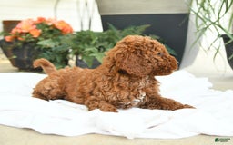 Mini Goldendoodle dogs for sale: Goose - Image 3
