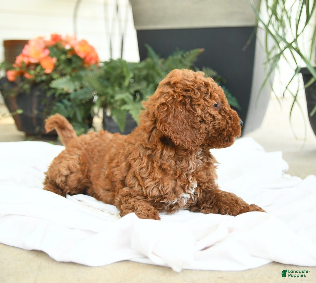 Mini Goldendoodle dogs for sale: Goose - Image 3