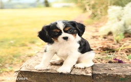 Cavalier King Charles Spaniel dogs for sale: Drake - Image 3