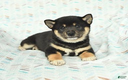 Shiba Inu dogs for sale: Warrior - Image 5